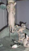 Enlarge photo 10
