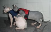 Enlarge photo 18