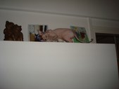 Enlarge photo 16