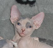 FIN*Sarantais Kat Von D
