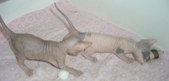 Enlarge photo 6
