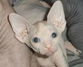 Aquarel and Manson's kittens