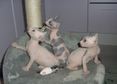 Enlarge photo 11