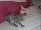 Enlarge photo 5