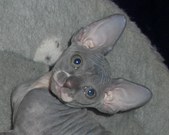 FIN*Sarantais Kitty Carlisle