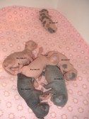 Enlarge photo 10