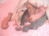 Enlarge photo 4
