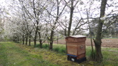 Bees at work