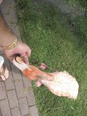 Enlarge photo 51