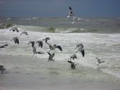 Enlarge photo 36