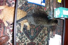 Enlarge photo 12