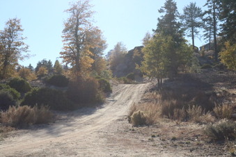 Big Bear Camp Whittle