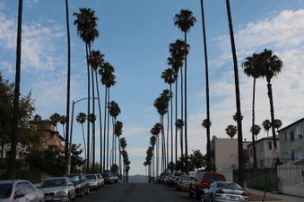 Palm Tree Streets Near Downtown