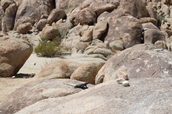 Rocks at end of Soggy Dry Lake