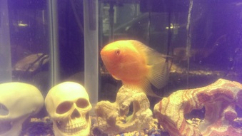 Allans Aquariums West LA