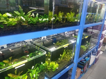 Rainbow Aquarium Arleta