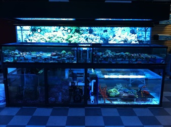 Vivid Aquariums Canoga Park