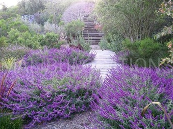 Clover Gardens- Malibu