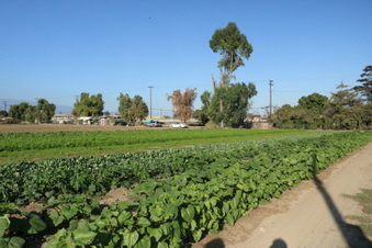 Black Sheep Farms Ontario