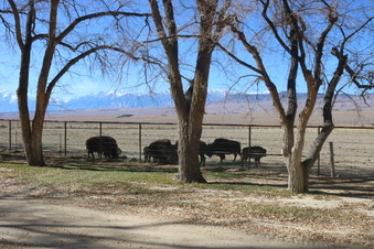 White Mountain Bison Ranch