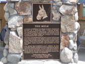 Bishop Mule Days 2008