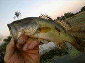 Large Mouth Bass caught 6/26/11
