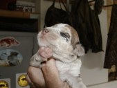 Molly's New Pup