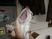 Enlarge photo 2