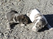 Puppies