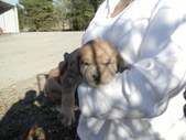 PUPS (18 days old)