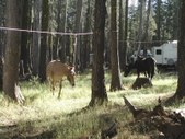 Tells Creek 8/11-8/13 (Elegant Ears)