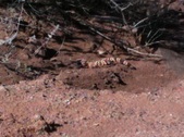 Enlarge photo 33