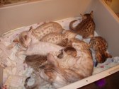 Enlarge photo 2