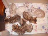 Kitties