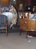 Enlarge photo 14