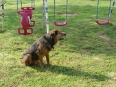 Dogs