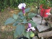 Enlarge photo 5