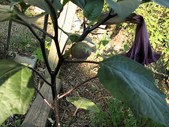 Enlarge photo 7