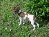 Kipper and Bandit