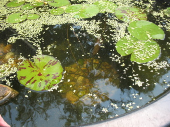 Enlarge photo 34