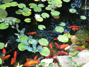 Enlarge photo 35