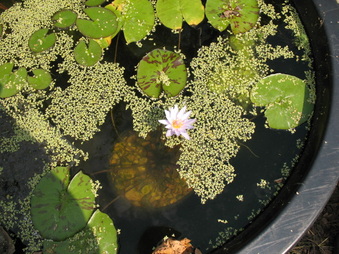 Enlarge photo 39