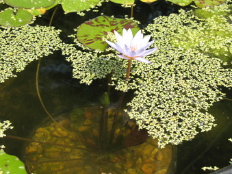 Enlarge photo 37