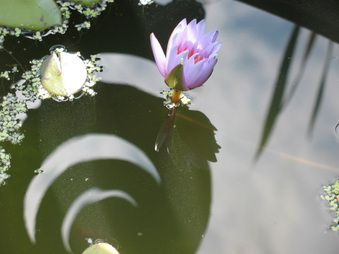 Enlarge photo 38