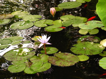 Enlarge photo 14