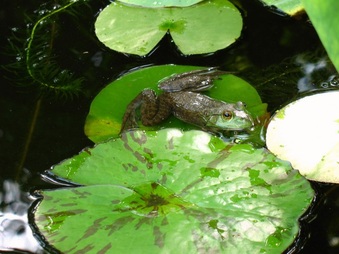 Enlarge photo 15