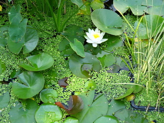 Enlarge photo 43