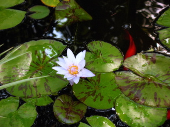 Enlarge photo 44
