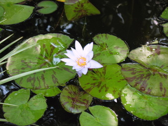 Enlarge photo 45