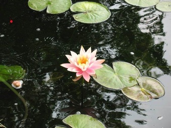 Enlarge photo 31